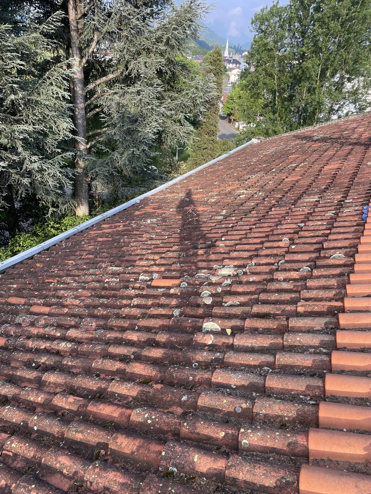 Tuiles couvertes de lichen avant démoussage